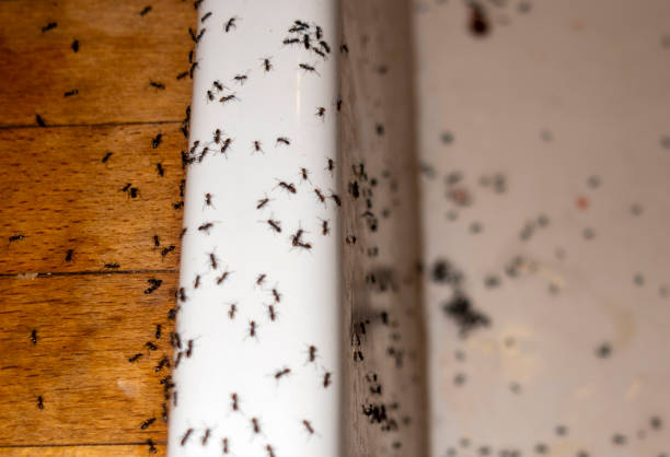 Wasp Removal Services in Brandenburg, KY